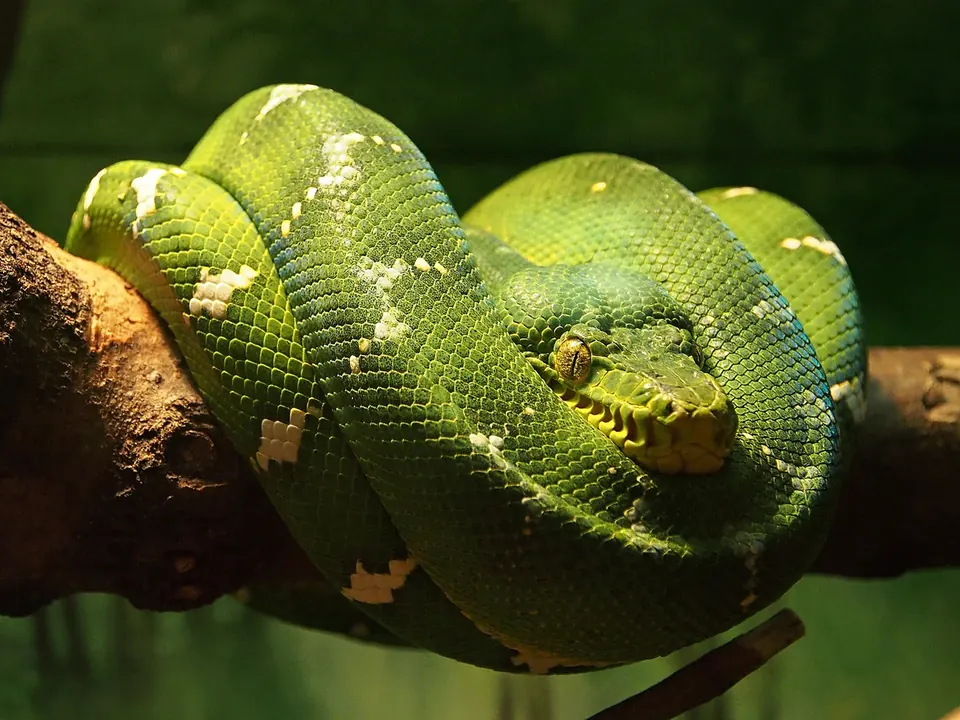 Corallus caninus zwinięty na żerdzi w hodowli Gonzo Exotics