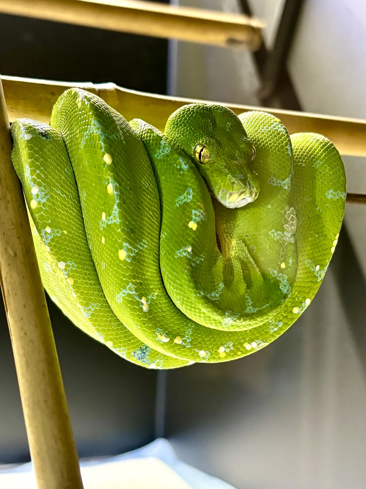 Pyton zielony (Morelia viridis) w hodowli Gonzo Exotics